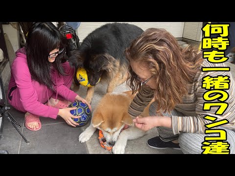 犬達と何時も一緒に過ごします。秋田犬そら、シェパード犬マックと孫達