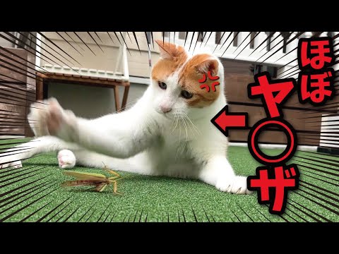 関西弁猫・つくしのユニークな会話と面白動画紹介 サムネイル