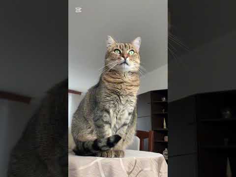 😱 #cat #happycats #funny #funny #funnycats #short #shorts #shortvideo #cz