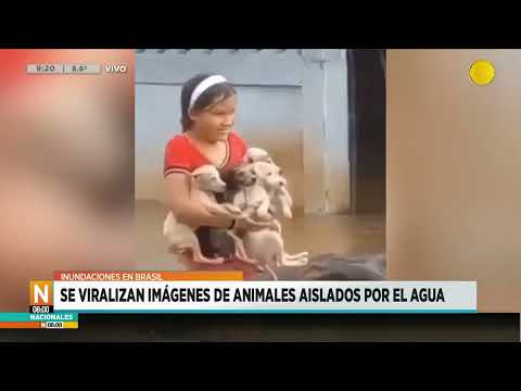 Se viralizan imágenes de animales aislados por las inundaciones en Brasil ?N8:00? 09-05-24