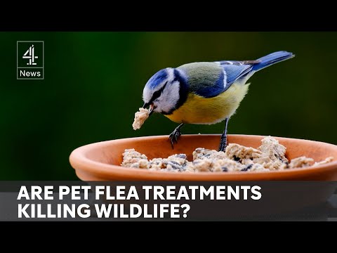Scientists warn chemicals in pet flea treatments are killing wildlife