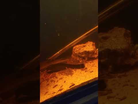 Our new L306 Pleco set up. Shout out to @aquariali 