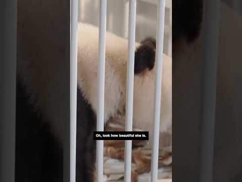 China's newest panda diplomats are being transported to the US