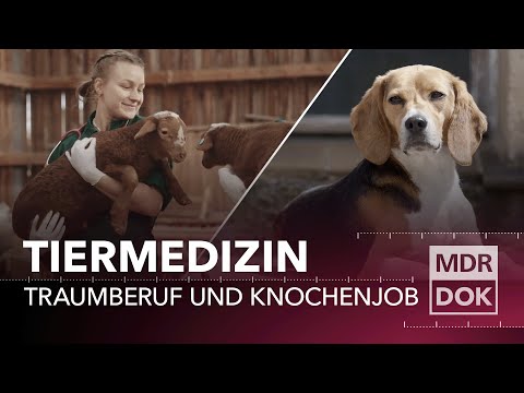 Tiermedizin in Leipzig – Traumberuf und Knochenjob | MDR DOK