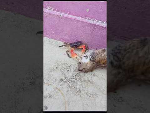 #funny #comedymove #comedyfilms #comedymovies #duet #funnycomedy #memes #funnycomedymovies #laugh