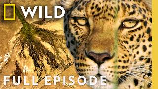 Thumbnail for the video "The Flood that Transforms the Okavango (Full Episode) | The Flood | Nat Geo Animals" from Nat Geo Animals