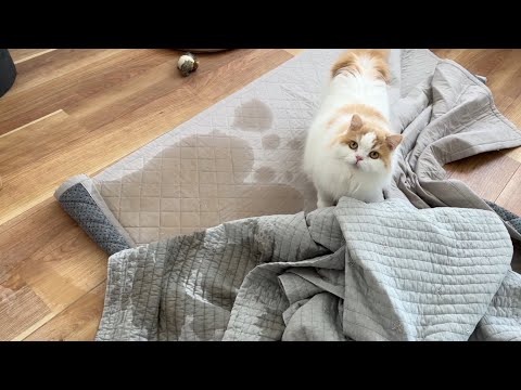【悲報】愛猫がやらかしてしまい家が終わりました😂