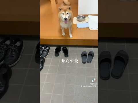 柴犬福が兄をからかう癒しの瞬間！面白さ溢れる動画紹介 サムネイル