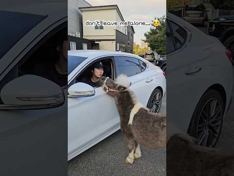 누나 떠나야해..🦄♥️♥️a dog-like horse🐶🐕