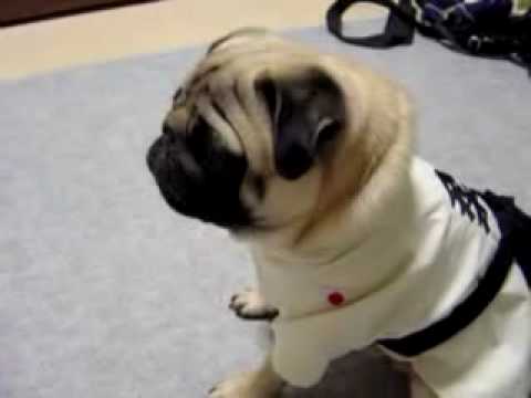 【ペット自慢動画】柔道パグ
