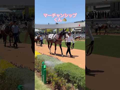 ゴールドシップの可愛い芦毛の男の子【マーチャンシップくん】2026.05.10京都5Rパドック現地映像 #goldship #ゴールドシップ産駒