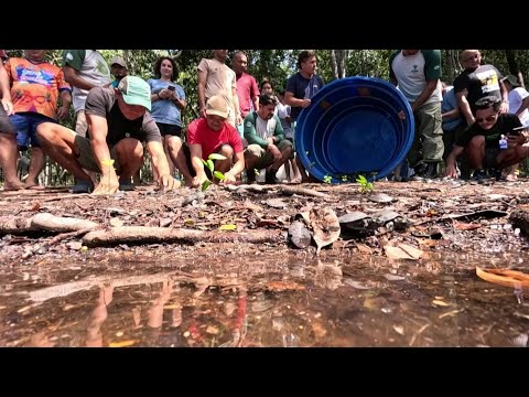 1,500 Amazonian turtles released in Brazil's Rio Negro | AFP