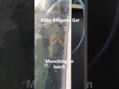 Baby Alligator Gar Eating Lunch During Acclimation 