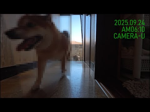 柴犬が鼻のマスターキーで家に侵入する様子 サムネイル
