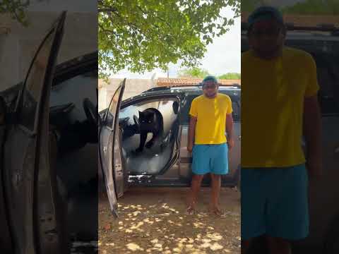 gato no carro😳😃😲 #funny #comedy #shorts