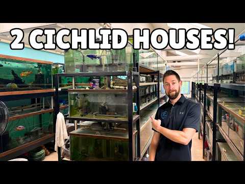 2 Cichlid Houses, 190+ Tanks, 1,000 Gallon Display Step inside one of the most epic private fish room setups in the hobby — this is a tour of John Ni