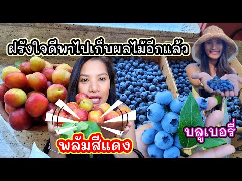 ตามใจฝรั่ง-พาไปไหนก็ไป/-เก็บพล ตามใจฝรั่ง-พาไปไหนก็ไป/-เก็บพล