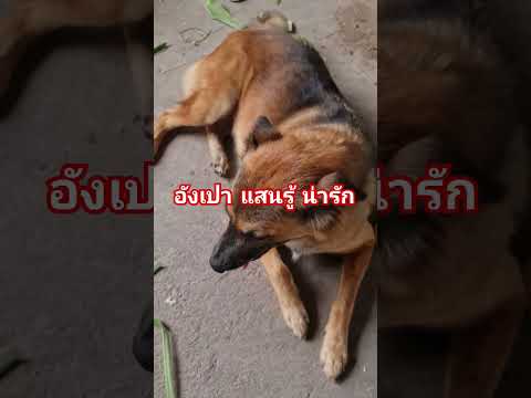 เพลงกล่อมหมาสุนัขสุนัขไทยสุ