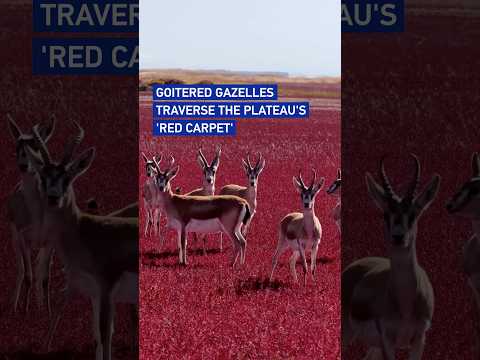 Goitered gazelles traverse the plateau's 'red carpet'