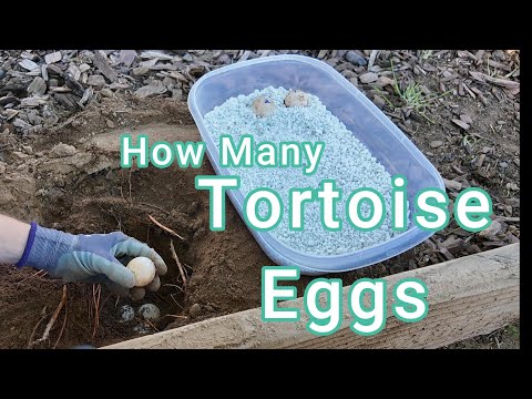 Our Leopard Tortoise Laid Eggs for The First Time | How Many Did She Lay