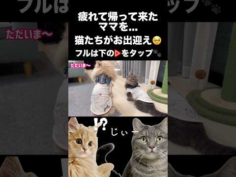 猫の動画サムネイル - 【お出迎え】ママが仕事帰ってくると...そこにはお洋服を着た猫たちが...#shorts #猫 #猫好きさんと繋がりたい