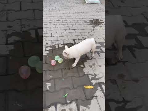 The little dog burst all the water balloons 🐕🎇🐦🔥 #short #enjoy