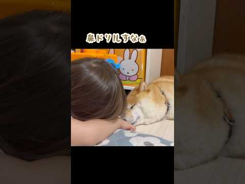 ドリルすなぁ#柴犬 #shibainu #shiba #dog #shorts
