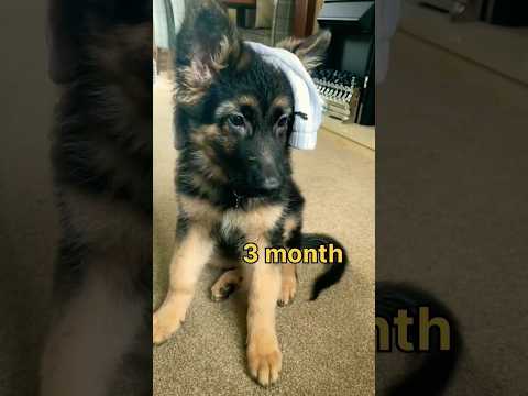 one month vs one year #trending #germanshepherd #dhanteras #diwali #lovedog #song#feed #viralshorts