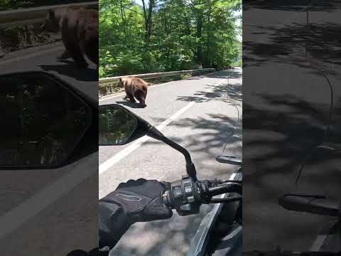 Bear in the middle of the road... What would you do?
