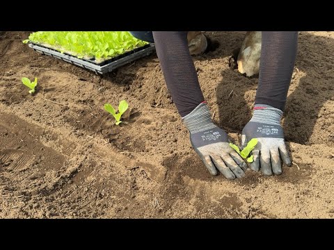 ハクサイの育て方「白菜が大きく育つ苗植え付け」（植え付け時期〜畝作り〜植え付け〜水やり）25/9/11