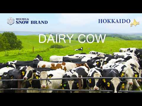 【MEGMILK SNOW BRAND】 「HOKKAIDO CHEESE」  introduction