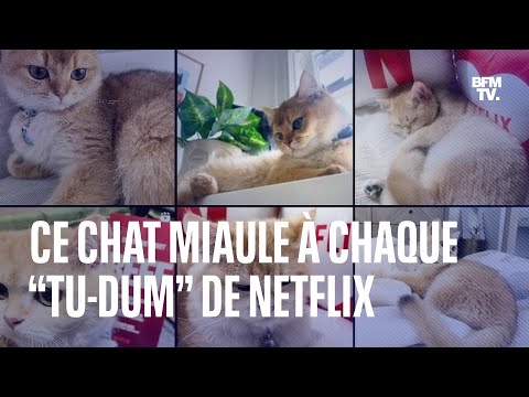 Ce chat qui miaule à chaque “Tu-dum” devient tellement viral qu’il a fait réagir Netflix