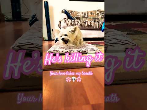 Having a snack 💛💛💛 #cute #puppies #puppy #pets #cute #everhitsong