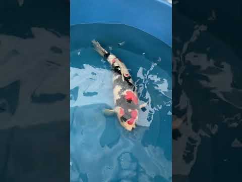 1 Meter Size Japanese Koi! Variety 👉🏻 