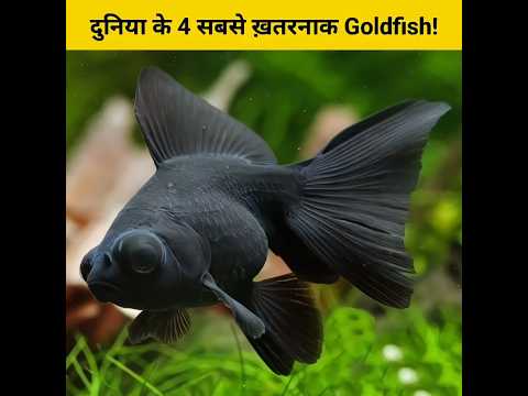 दुनिया के 4 सबसे ख़तरनाक Goldfish! 🤔🥰 #shorts #animalfacts