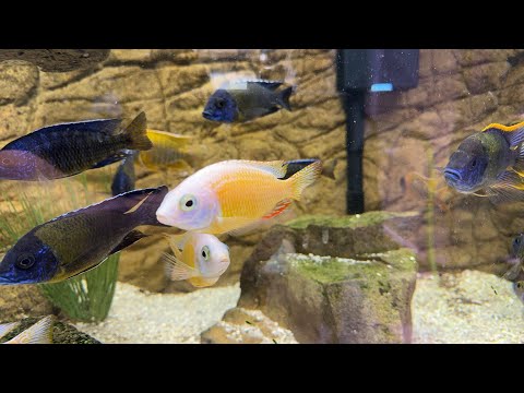 Fishroom walk-through 10/20/2023.  New stock updat 🔔 Subscribe so you won't miss our next video_ https_//www.youtube.com/c/cunninghamcichlids
🛒 B