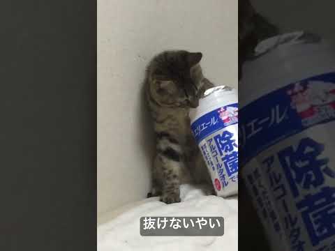 ちび、筒から抜けなくなる #cat #ねこ #猫 #子猫 #kitten #animal #cute #こねこ #shorts