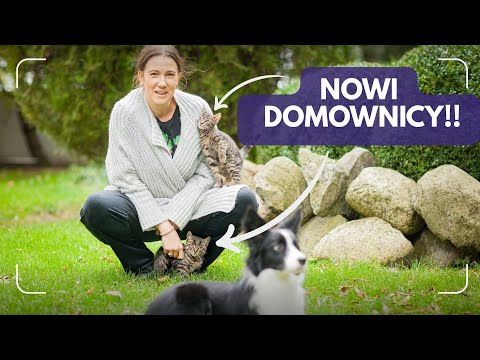 Mamy kotki! 🐈🐈🐈 Jak żyją z naszym Border Collie? NOWI CZŁONKOWIE RODZINY 🥰🥰🥰