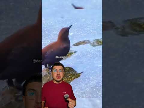 L’oiseau qui nage sous l’eau comme un poisson