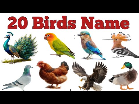 20 Birds Name | Birds Name Hindi & English | पक्षियों के नाम | Birds Name for kids | Birds Name