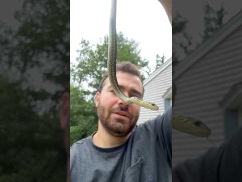 I caught a snake in my driveway 