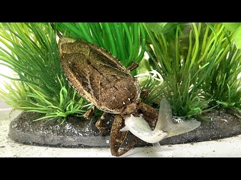 タガメが魚を食べる瞬間