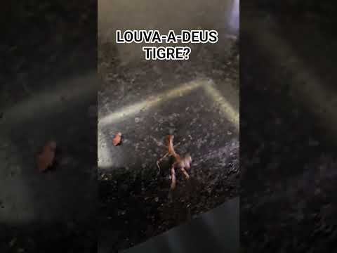 Louva-a-Deus Tigre🐅? #tiger #mantis #insect