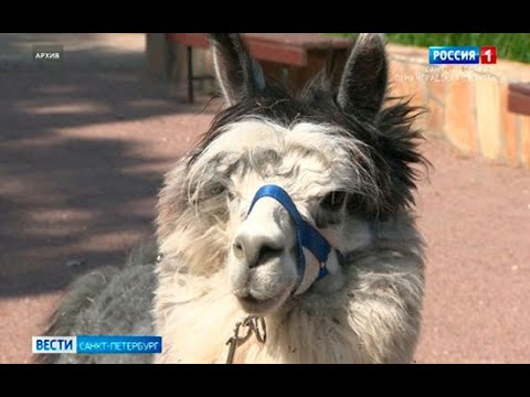 Ленинградский зоопарк вновь открылся для посетителей