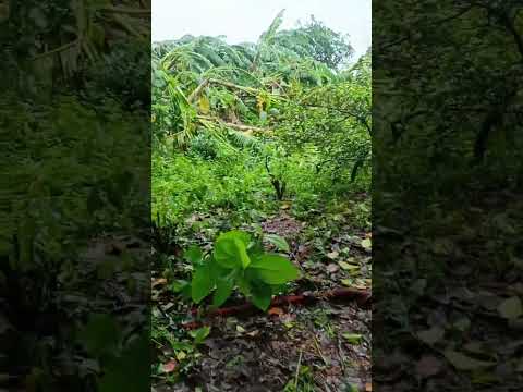 sau cơn bão 😢😢