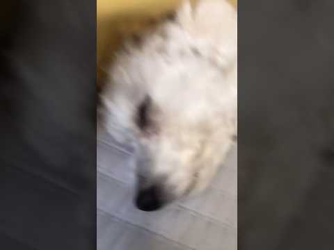 COCO! Posting vids of my dog till I get to 1k! #dog #cute 🎧✌️😅🧐