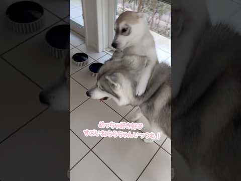 大好きなお姉ちゃんに飛びついてまわる赤ちゃんハスキー #シベリアンハスキー #ハスキー #猫