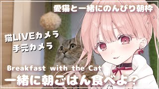 朝ごはんタイム🐈🎧*。 一緒に食べよ？🍎 愛猫のるーちゃんと一緒にのんびり朝枠♩【猫LIVEカメラ × 手元カメラ】Breakfast ti