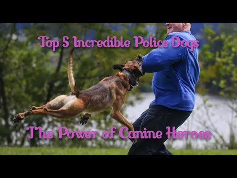🐕🦺 Top 5 Incredible Police Dogs: Unleashing the Power of Canine Heroes
