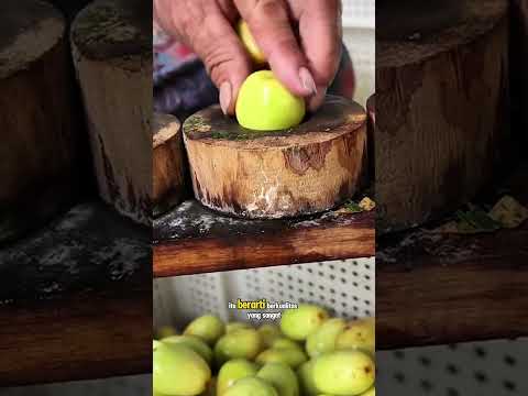 alat untuk mensortir buah zaitun #shorts #budidayatanaman #buah #zaitun #berkebun #viral #harvest